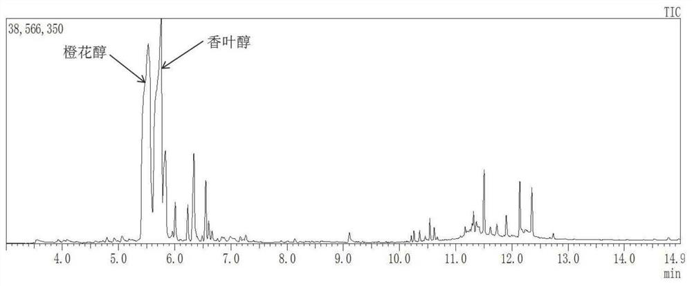 A kind of engineering bacteria for co-producing geraniol and nerol and its construction method and application