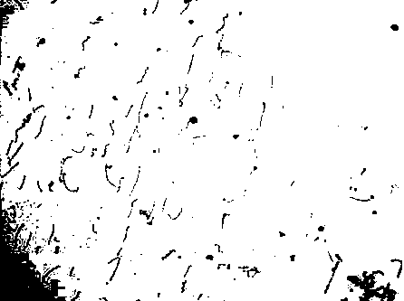 A rapid staining reagent for Leptospira and its preparation method and application