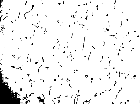 A rapid staining reagent for Leptospira and its preparation method and application