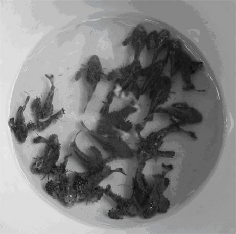 Cage culturing method of inimicus japonicus