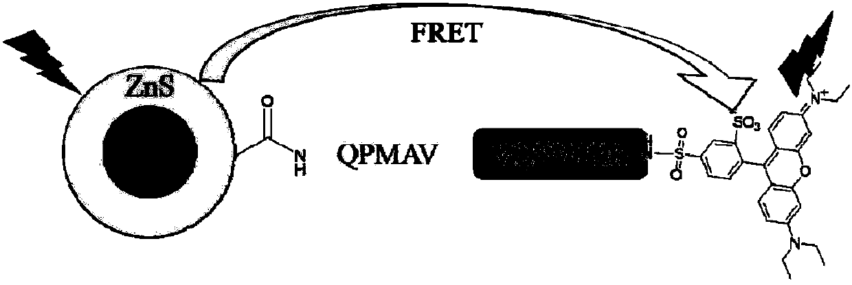 Quantum dot fluorescence probe, preparation method and application thereof, and method and kit for detecting activity of elastinase