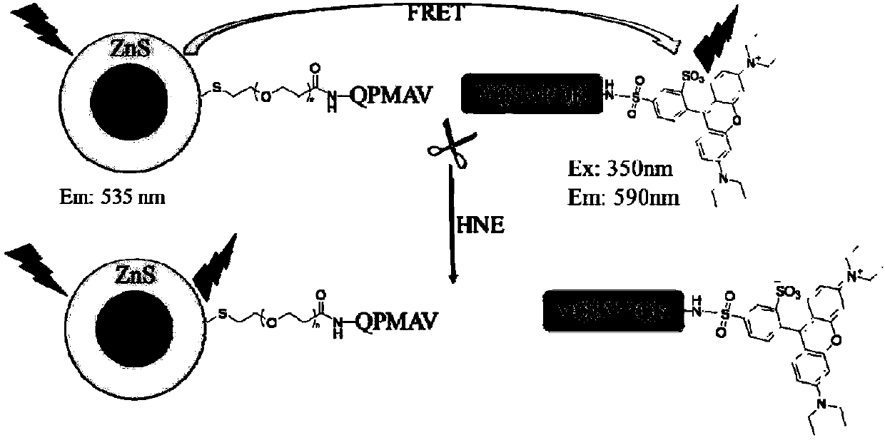 Quantum dot fluorescence probe, preparation method and application thereof, and method and kit for detecting activity of elastinase