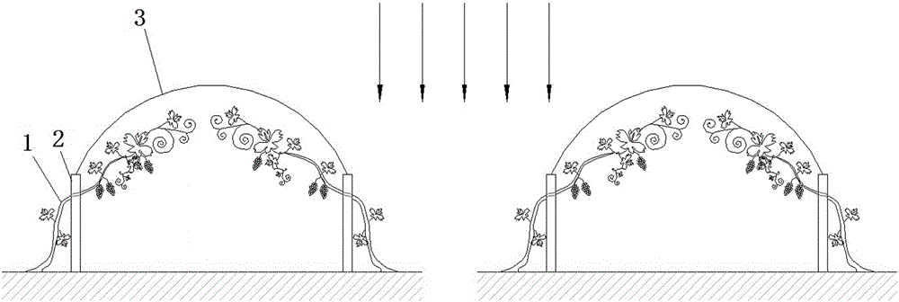 Planting method for organic double-season grapes