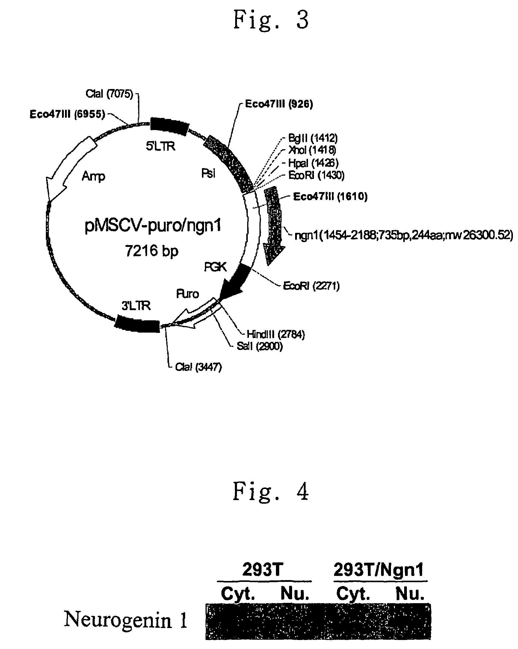 Method for transdifferentiating mesenchymal stem cells into neuronal cells