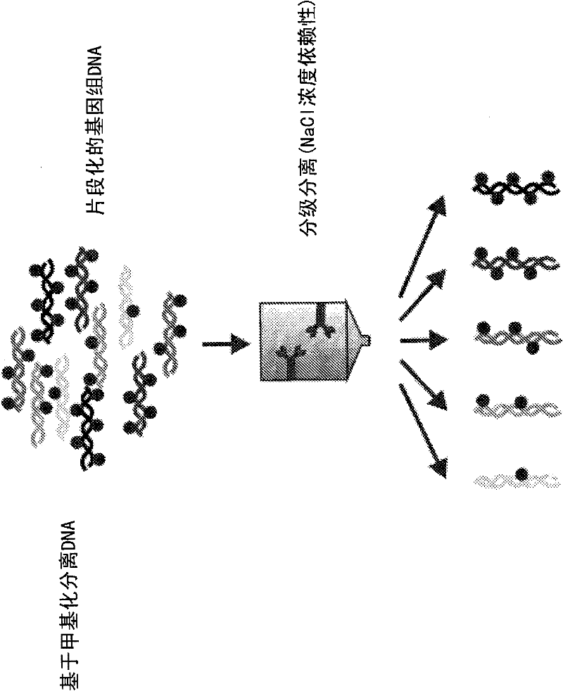 Processes and compositions for methylation-based enrichment of fetal nucleic acid from a maternal sample useful for non invasive prenatal diagnoses