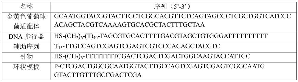 Electrochemical detection method of pathogenic bacteria based on DNA walker and nanoflower structure