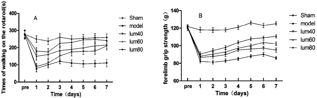 Nerve injury resisting method of ischemic brain injury animal model