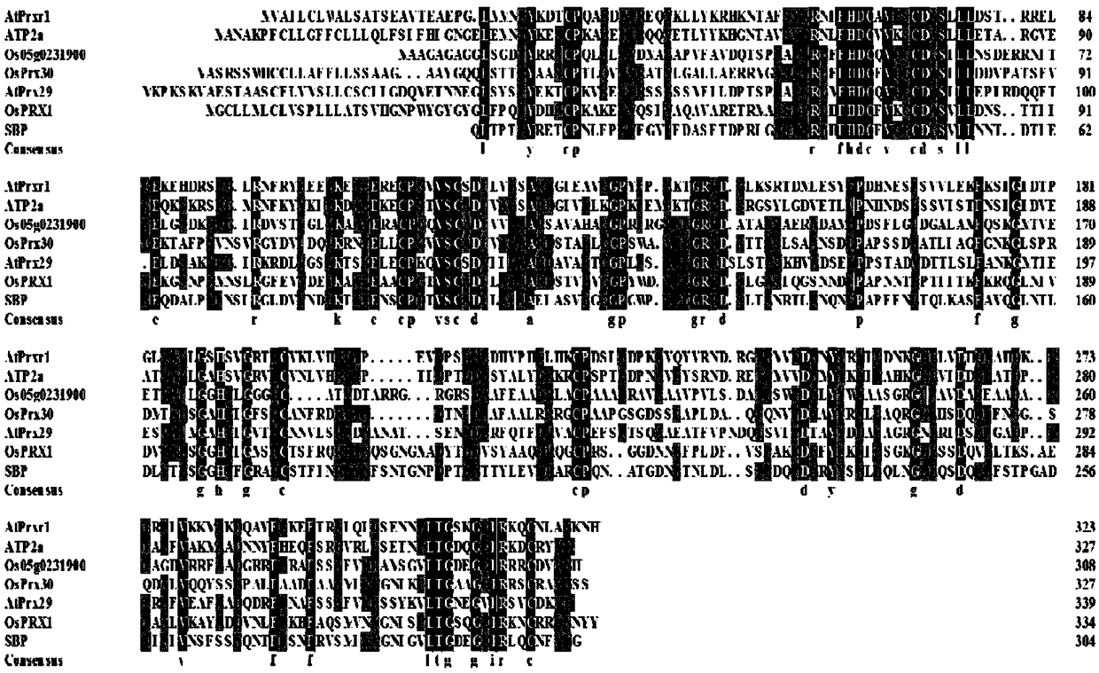 Application of bacterial blight resistance related gene OsPRX30