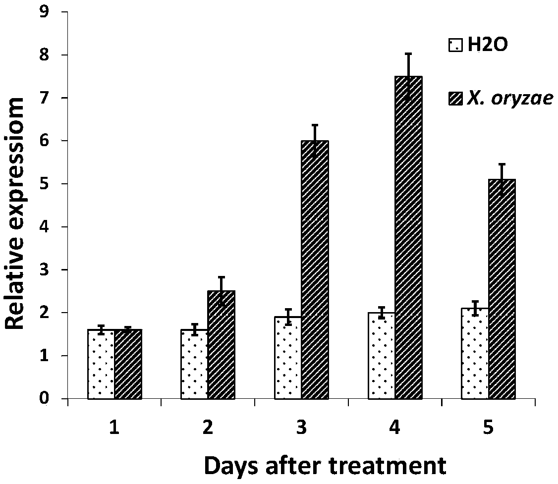 Application of bacterial blight resistance related gene OsPRX30