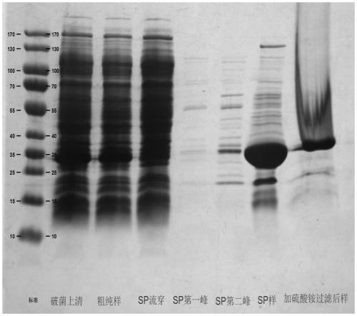 Large-scale preparation method of recombinant staphylococcus aureus vaccine