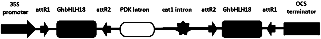 Transcription factor GhbHLH18 for expression of elongation period of cotton fibers and application thereof