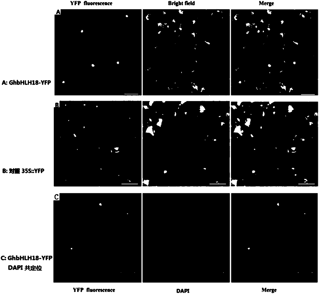 Transcription factor GhbHLH18 for expression of elongation period of cotton fibers and application thereof