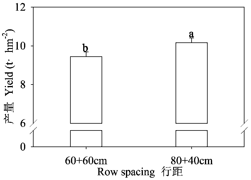 Cultivation method capable of improving high-temperature-resistant planting performance of summer corn