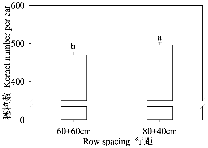 Cultivation method capable of improving high-temperature-resistant planting performance of summer corn