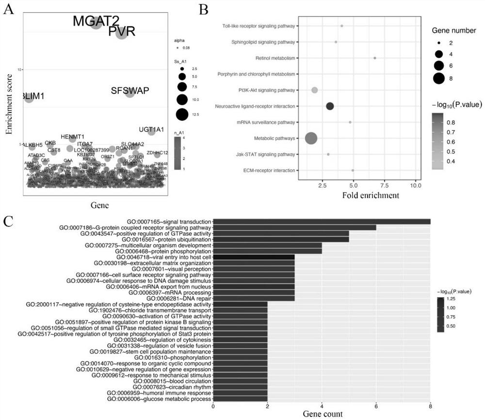 Application of GnT-II gene down-regulated expression as liver cancer prognostic marker