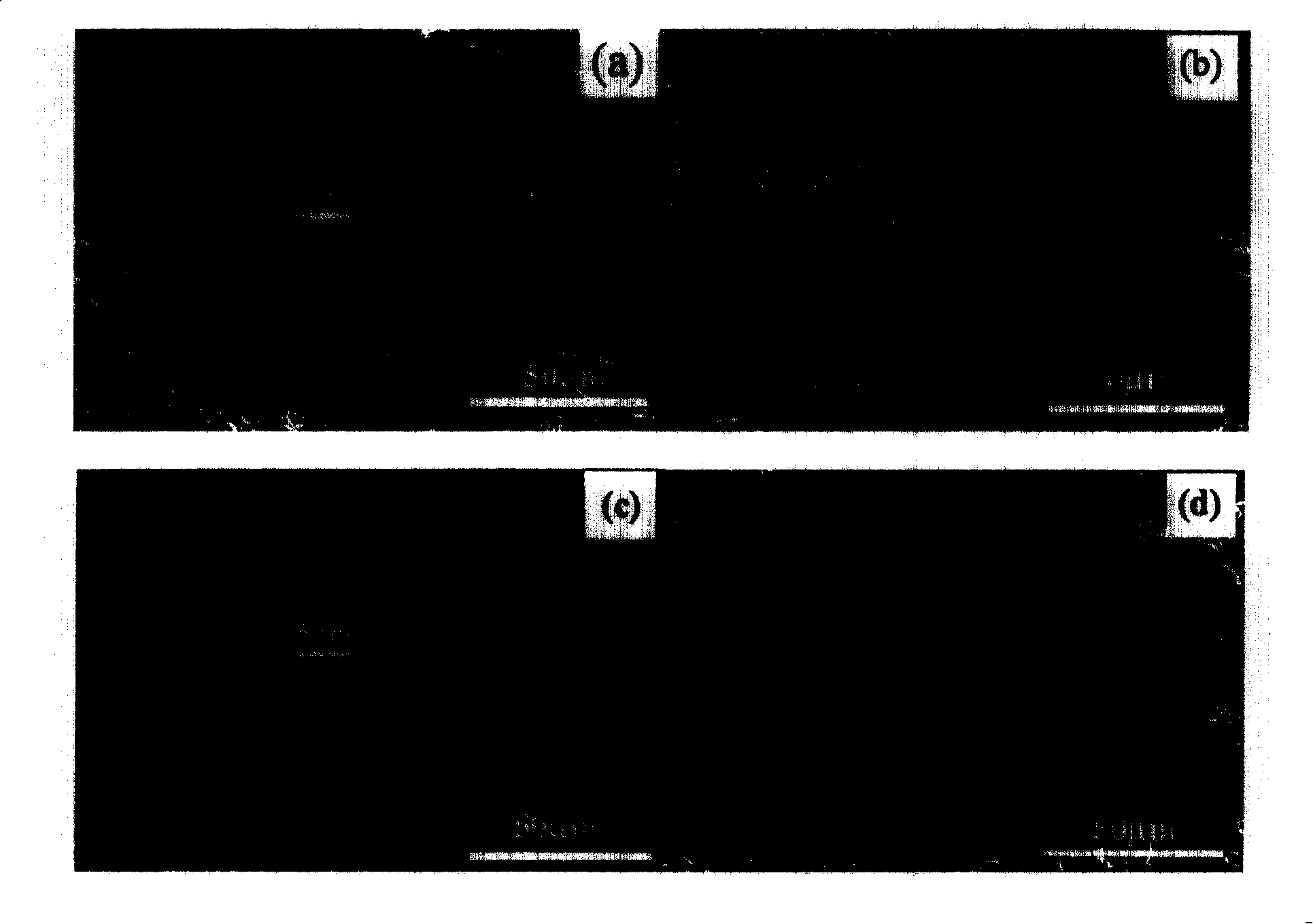 Preparation method of ferro-electricity/ferro-magnetism multiple phase ceramic