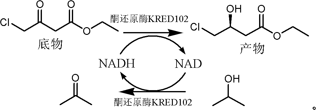 (S)-4-chloride-3-ethyl 3-hydroxybutyrate biological preparation method