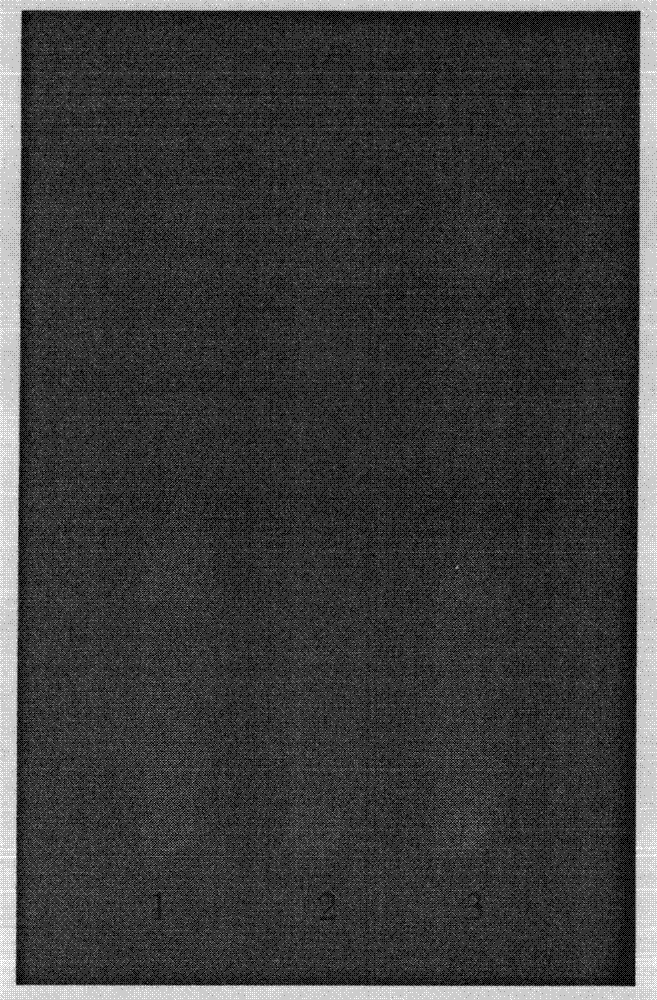 Artificially processed bear bile powder and preparation method thereof