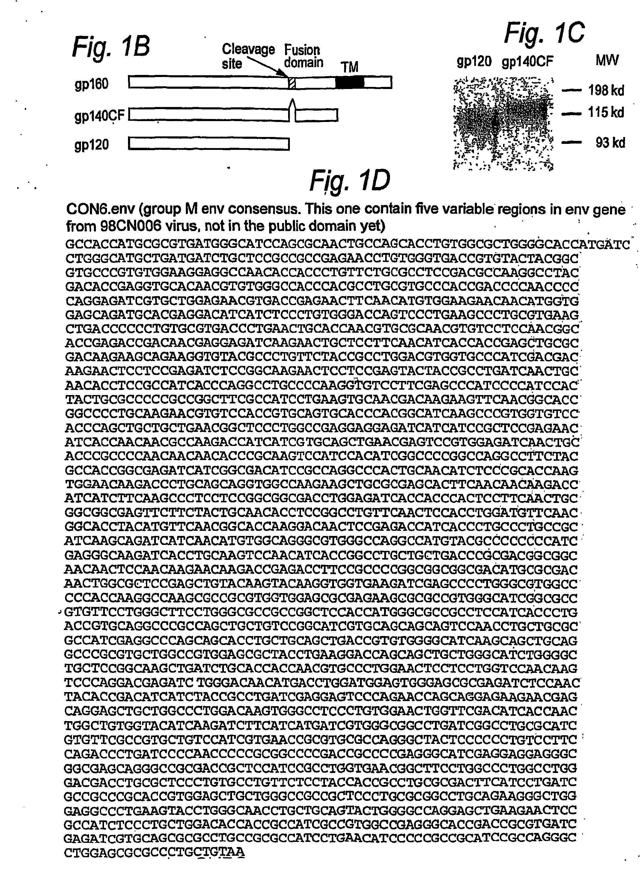 Consensus/ancestral immunogens