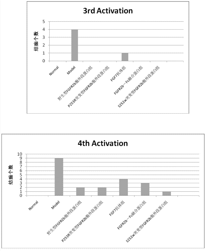 Gene sequence and polypeptide of FGFR2b ectodomain and application thereof