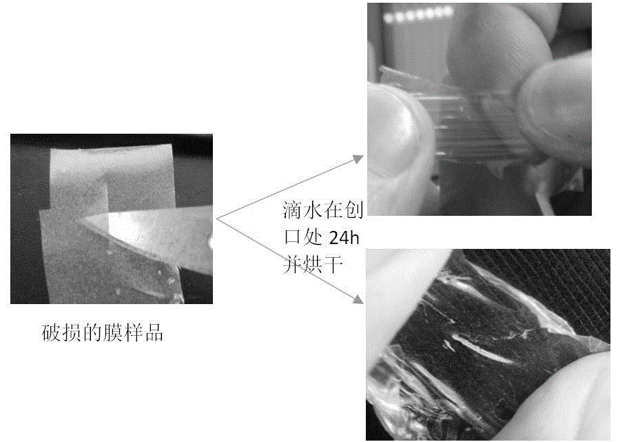 Proton exchange membrane having self-repairing capability and preparation method thereof