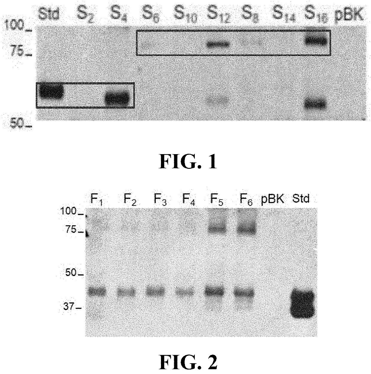 Materials and methods for treating disorders associated with sulfatase enzymes