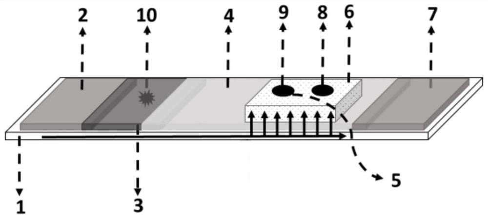 Lateral flow immune test strip based on ordered micro-nano structure