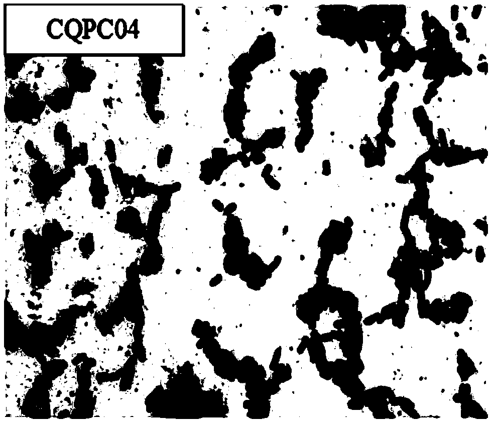 Application of lactobacillus fermentum CQPC04 in preparing food or drugs for improving ulcerative colitis