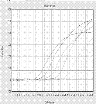 Application of adiponcetin gene expression level in beef cattle muscle marbling grade identification