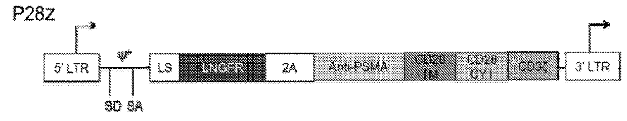 Immune cell compositions and methods of use