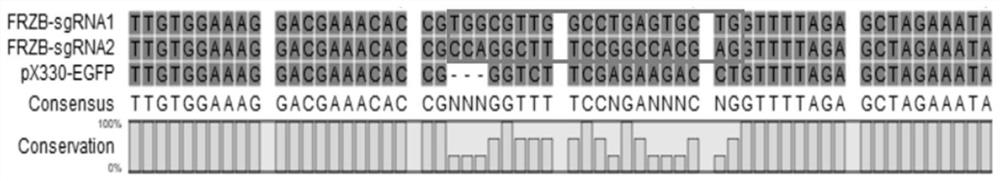 Double sgRNA targeting frzb gene knockout and frzb gene knockout porcine fibroblast cell line and its application