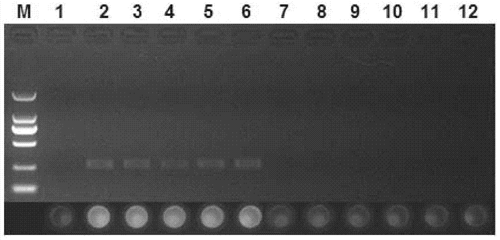 Primers for identifying antelope horn and application thereof