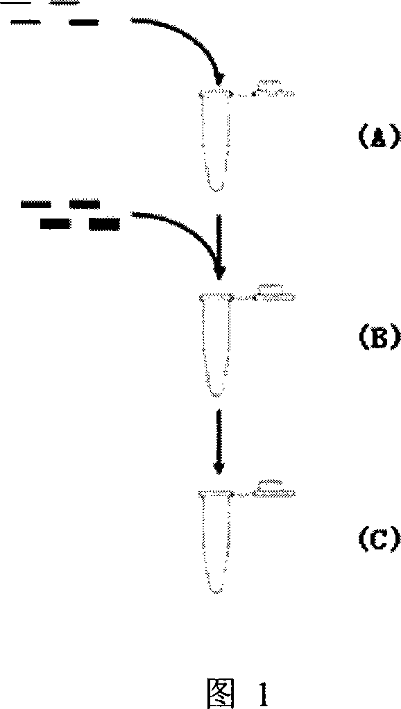 Multi-PCR detection method for minim DNA