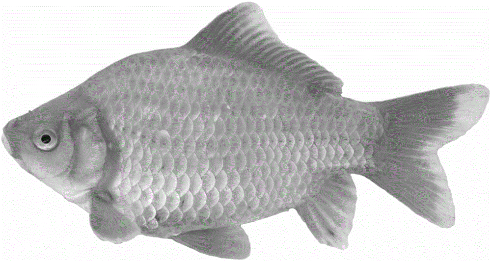 Method for distant hybridization of cyprinuscarpiohaematopterus and megalobramaamblycephala subfamilies