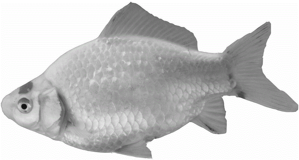 Method for distant hybridization of cyprinuscarpiohaematopterus and megalobramaamblycephala subfamilies