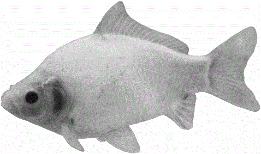 Method for distant hybridization of cyprinuscarpiohaematopterus and megalobramaamblycephala subfamilies