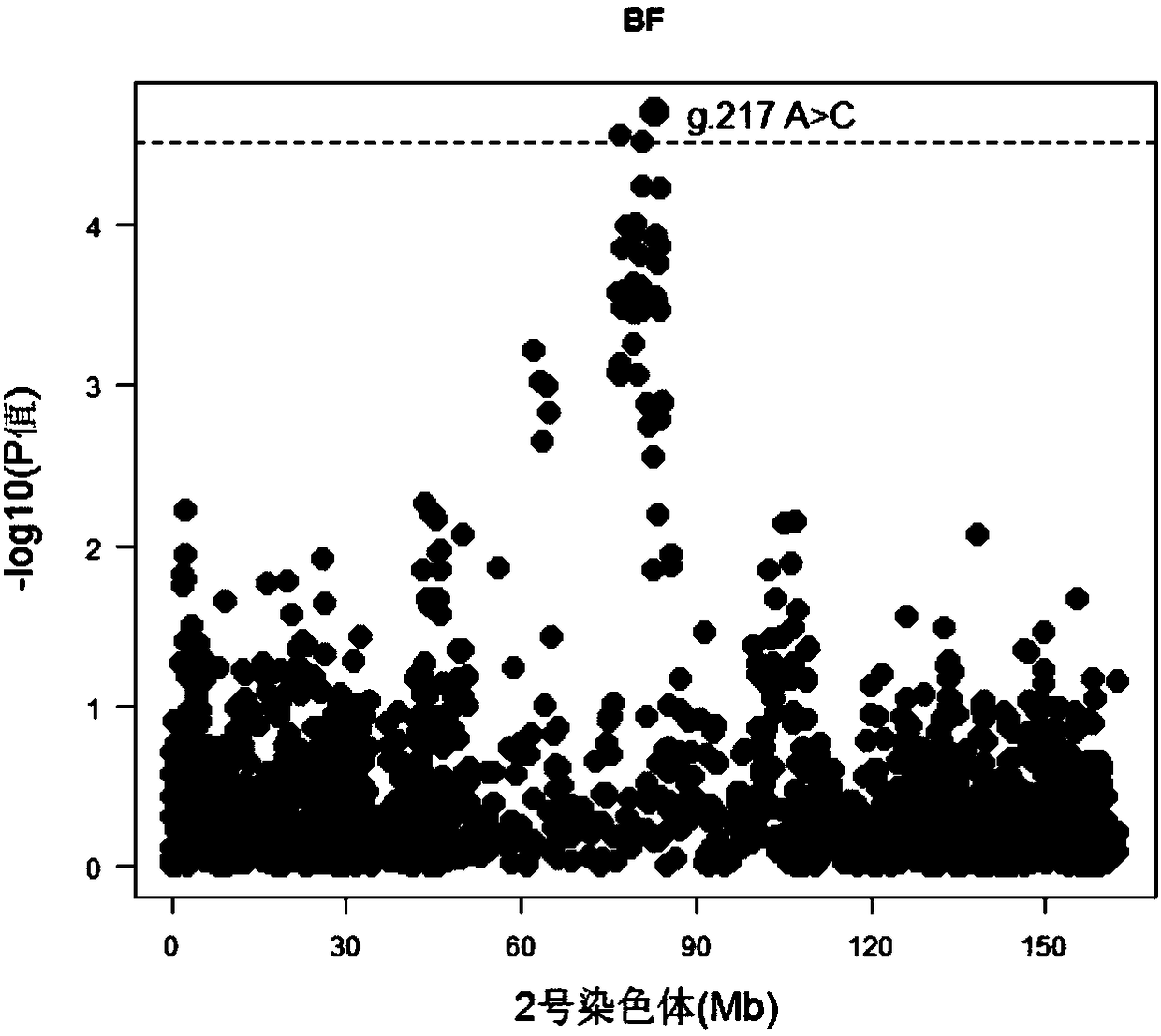 SNP (single nucleotide polymorphism) marker relevant to Duroc breeding pig backfat thickness and purpose thereof