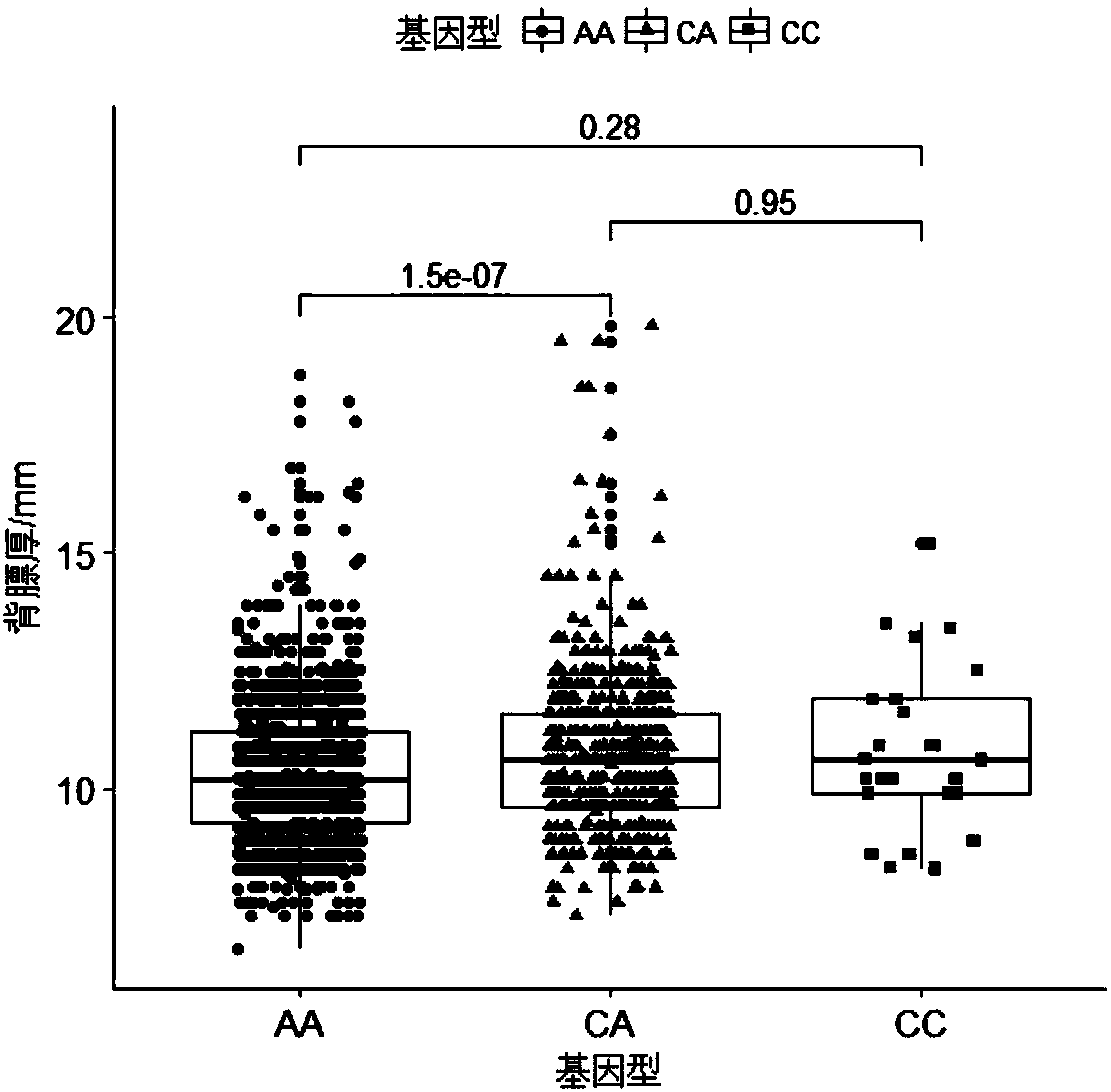 SNP (single nucleotide polymorphism) marker relevant to Duroc breeding pig backfat thickness and purpose thereof