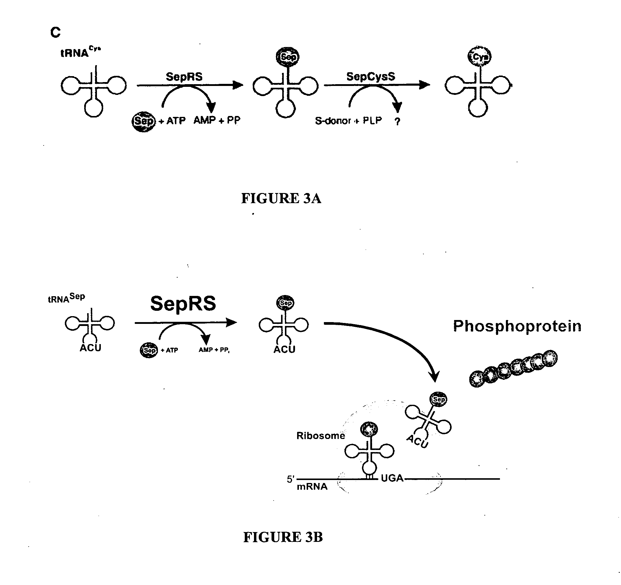 Site specific incorporation of phosphoserine into polypeptides using phosphoseryl-tRNA synthetase