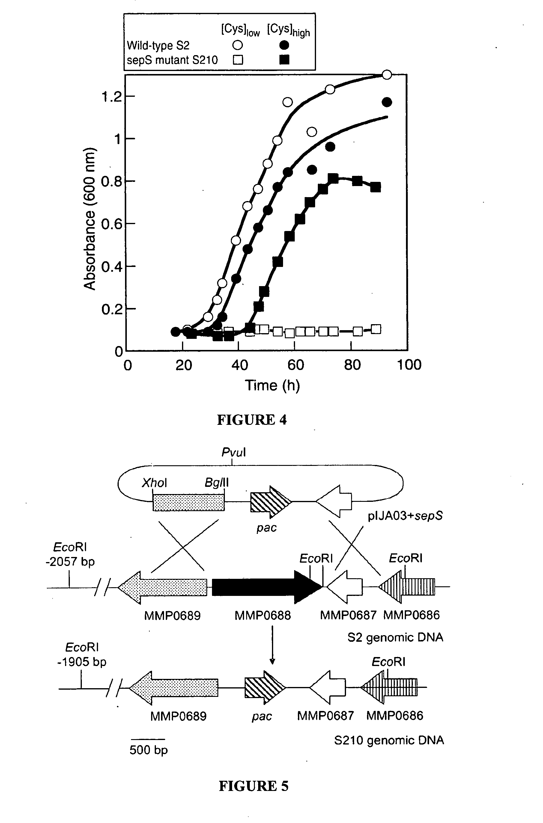 Site specific incorporation of phosphoserine into polypeptides using phosphoseryl-tRNA synthetase