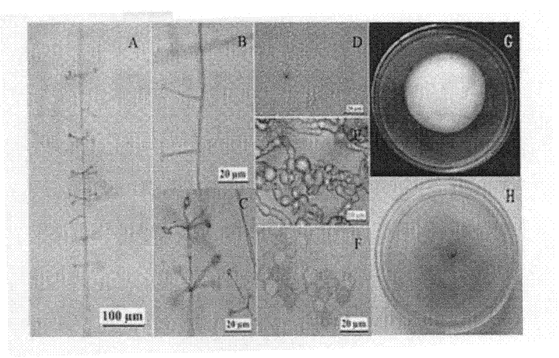 Lecanicillium psalliotae strain