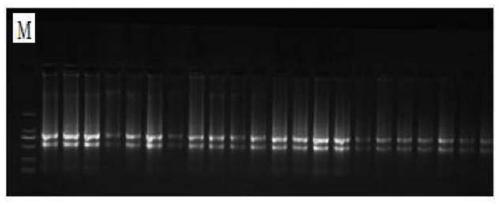 Fluorescent quantitative internal reference genes and their primers and applications under salt stress in Changshan, Haizhou