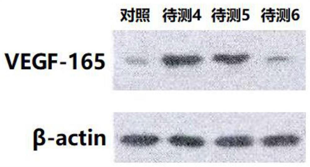 A kind of activator of vascular endothelial growth factor 165 and its application in stem cells