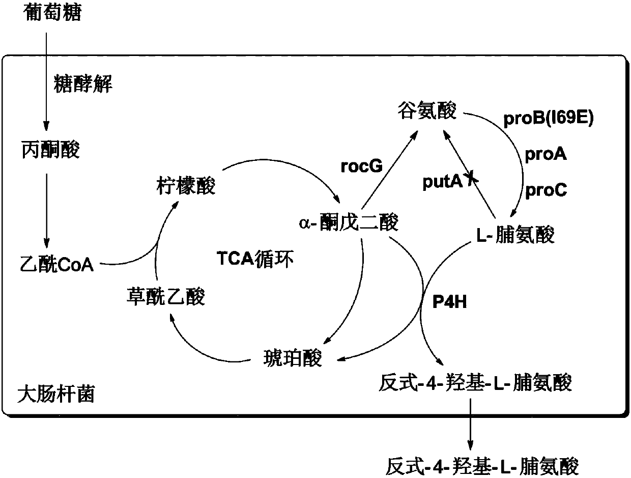 Method for synthesizing trans-4-hydroxy-L-proline by virtue of escherichia coli