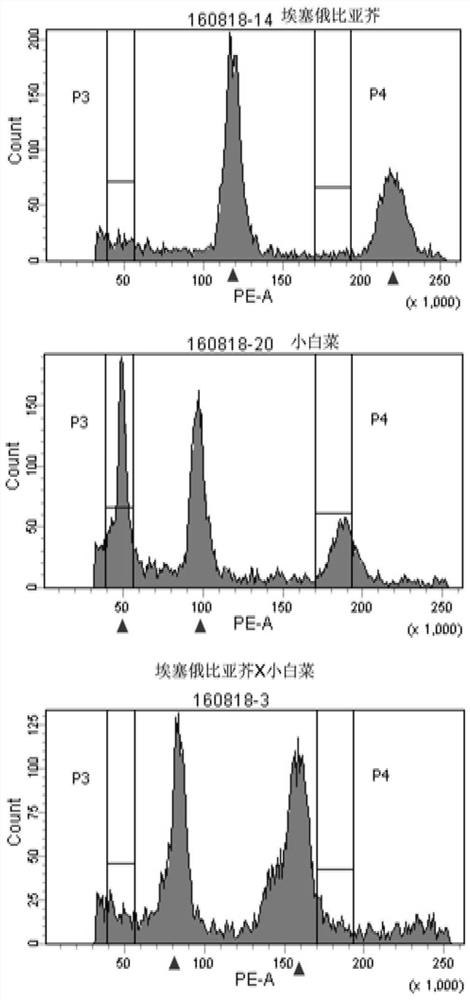 Molecular markers for identification of a10 and c09 chromosome segregation in hybrids between Chinese cabbage and Ethiopian mustard and their progeny