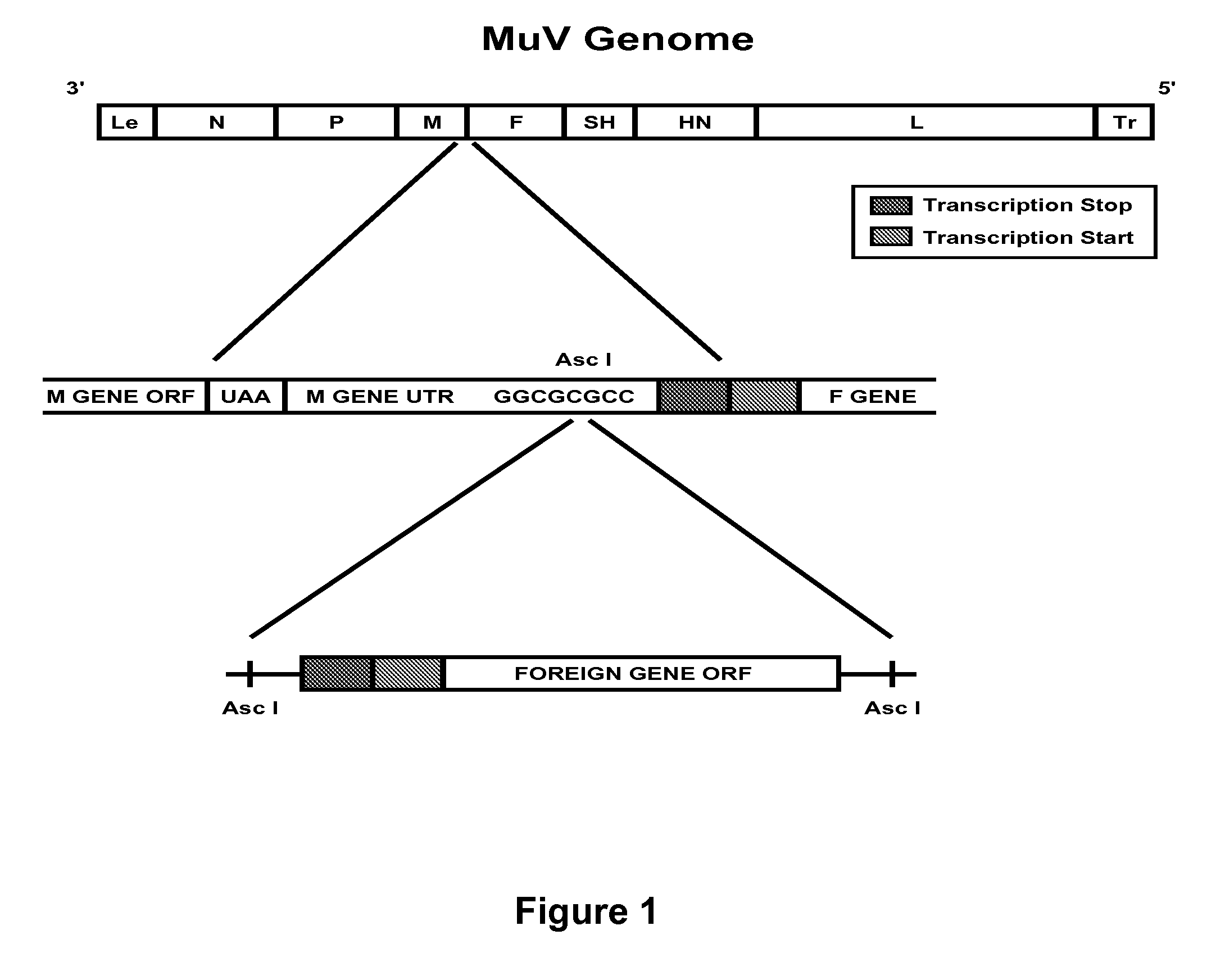 Heterologous prime-boost immunization regimen