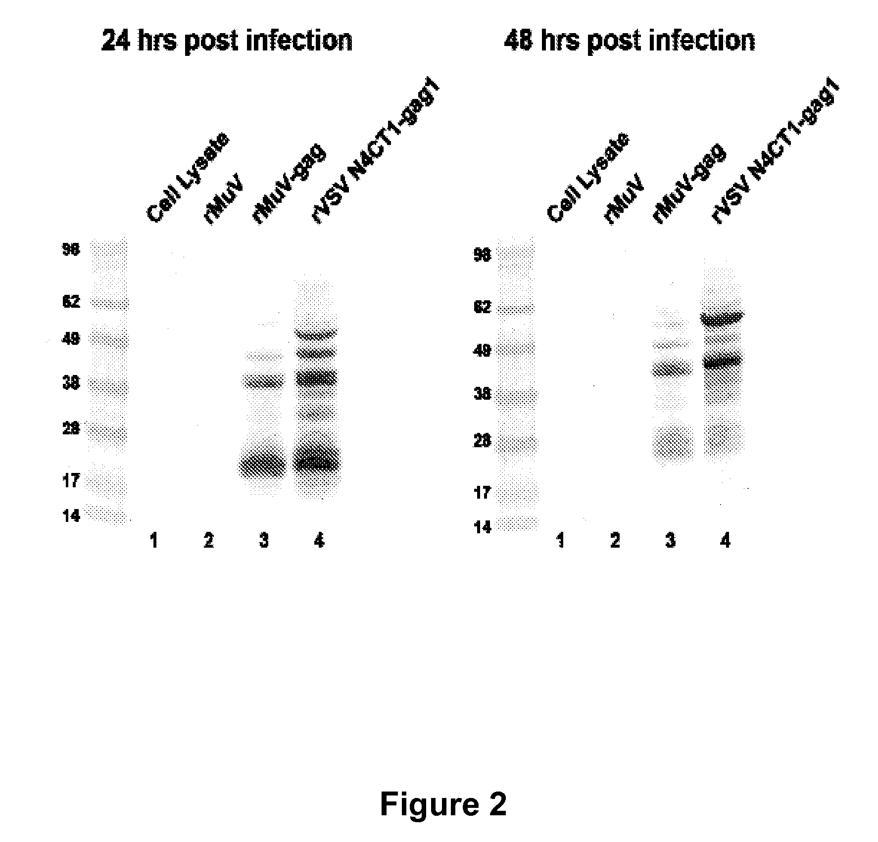 Heterologous prime-boost immunization regimen