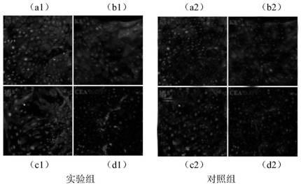 Culture medium of sweat gland cells and preparation method thereof