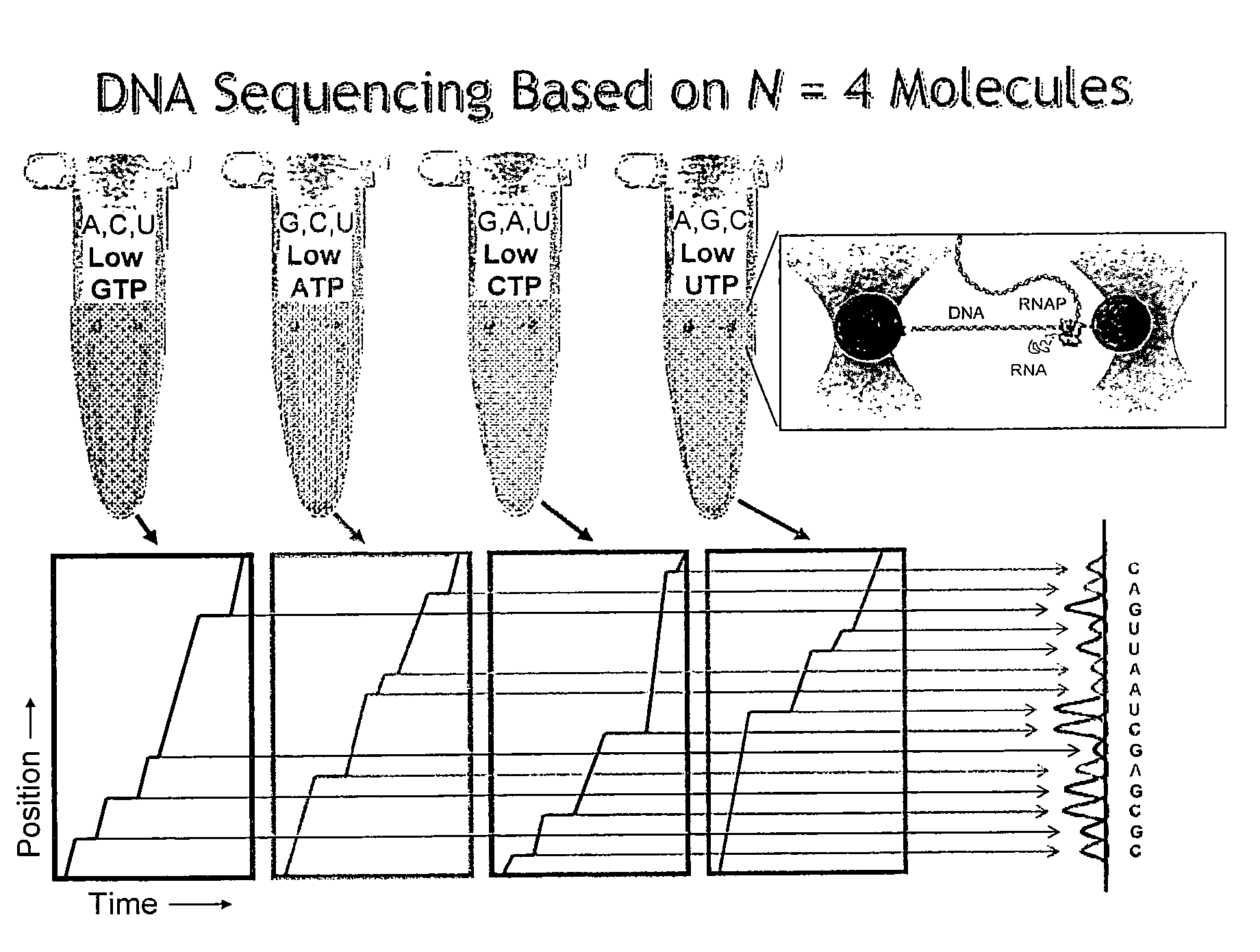 Motion resolved molecular sequencing