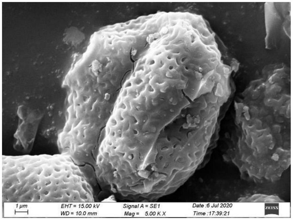 Preparation method and application of antibiotic solid-phase extraction material